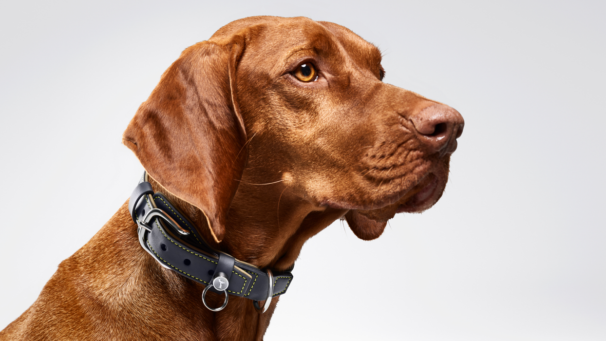 Rolls-Royce Dog Collar And Lead