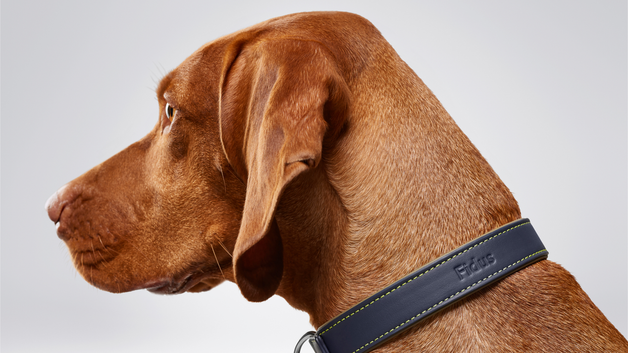 Rolls-Royce Dog Collar And Lead