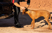 DBX Pet Pack